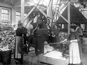 Cabbage: Vegetable factory in Berlin, 1916