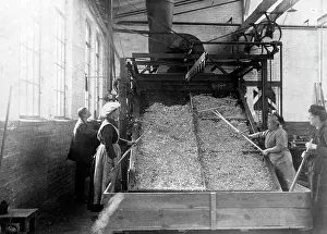 Cabbage: Vegetable factory in Berlin, 1916