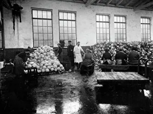 Cabbage: Vegetable factory in Berlin, 1917