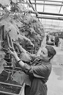 Advanced: Vegetable grower V. Novikova