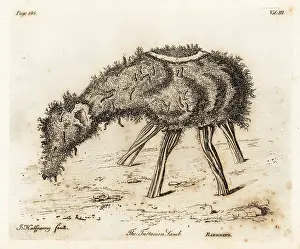 Arborist: The Vegetable Lamb of Tartary