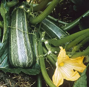 Marrow: VEGETABLE/MARROW