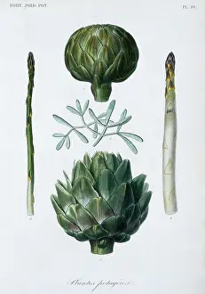 Regne: Vegetable plants