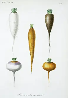 Apiales: Vegetable roots