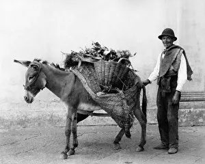 Pannier: Vegetable seller and donkey, Naples, Italy
