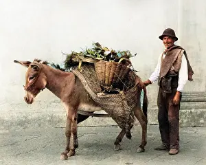 Pannier: Vegetable seller and donkey, Naples, Italy