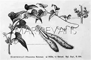 Dioscorea: VEGETABLE YAM