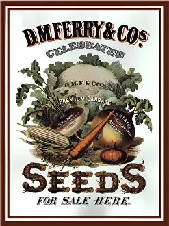 Carrots: Vegetables