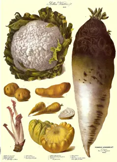 Veggie: Vegetables