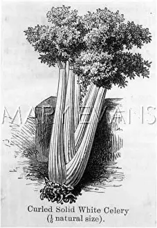 Celery: VEGETABLES/CELERY