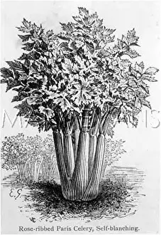 Celery: VEGETABLES/CELERY
