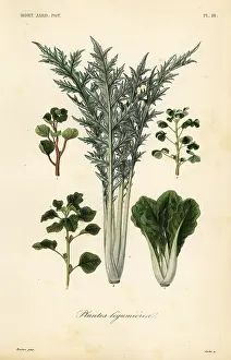 Chard: Vegetables, plantes legumieres