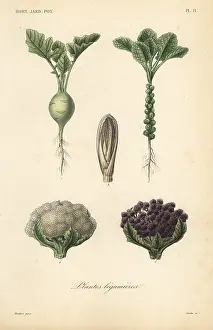 Corbie: Vegetables, Plantes legumieres