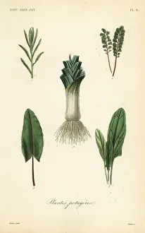Corbie: Vegetables, Plantes potageres