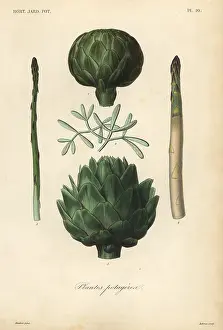 Potager: Vegetables, Plantes potageres