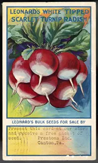 Turnip: VEGETABLES/RADISHES
