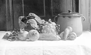 Celery: VEGETABLES FOR SOUP