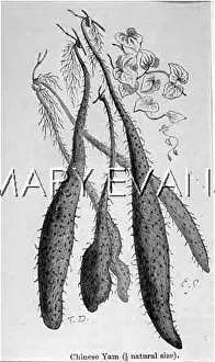 Dioscorea: VEGETABLES/YAM/VEG GDN