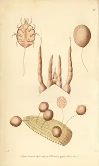 Mite: Vegetating mite, Acarus vegetans Larva of the