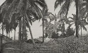 Zaire: Vegetation on the right bank of the Congo River at Chionzo