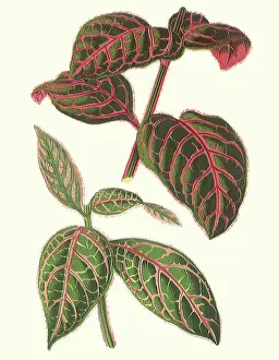 Vivid: Veined Leaves