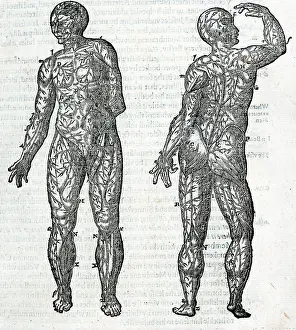 Laurens: The veins of the human body