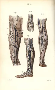 Leveille: Veins to the leg and foot