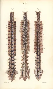 Leveille: Veins to the spine