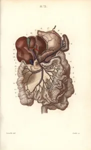 Leveille: Veins to the stomach, liver and intestines
