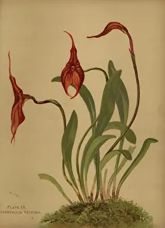 Masdevallia: Veitch's masdevallia, Masdevallia veitchiana