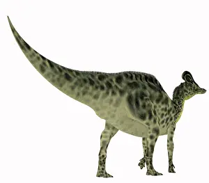 Campanian: Velafrons dinosaur, rear view on white background