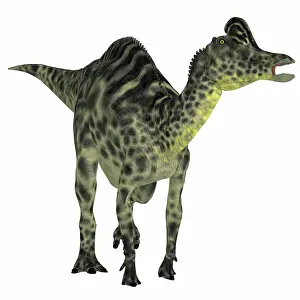 Lambeosaurinae: Velafrons duck-billed dinosaur