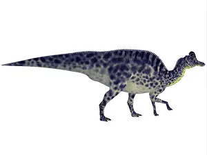 Lambeosaurinae: Velafrons duck-billed dinosaur