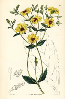 Macrophylla: Velleia macrophylla