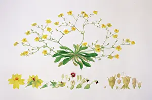 Investigator: Velleia pubescens, herb