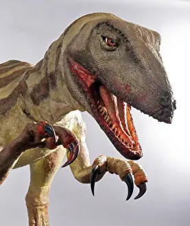 Dromaeosauroidea: Velociraptor
