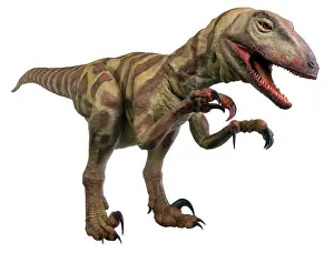 Kokoro: Velociraptor