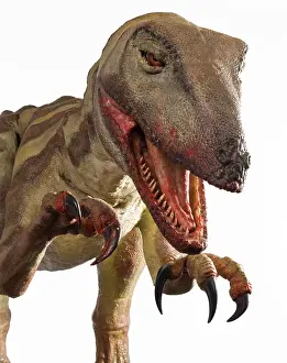 Kokoro: Velociraptor