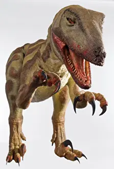 Kokoro: Velociraptor