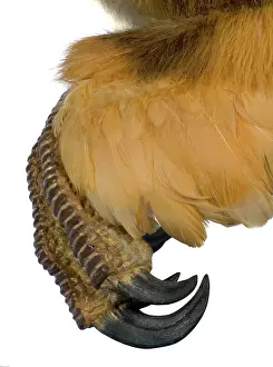 Jaws: Velociraptor