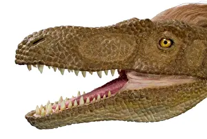 Jaws: Velociraptor