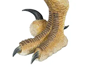 Jaws: Velociraptor