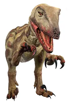 Saurischian: Velociraptor