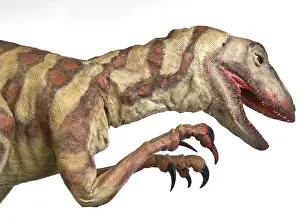 Saurischian: Velociraptor