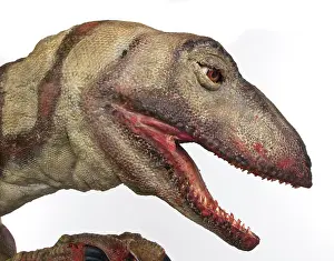 Saurischian: Velociraptor