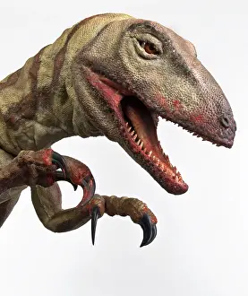 Saurischian: Velociraptor