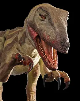 Saurischian: Velociraptor