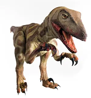 Saurischian: Velociraptor