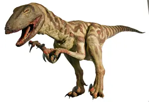 Saurischian: Velociraptor