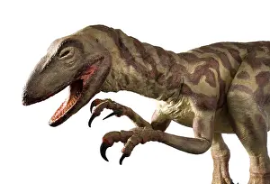 Saurischian: Velociraptor